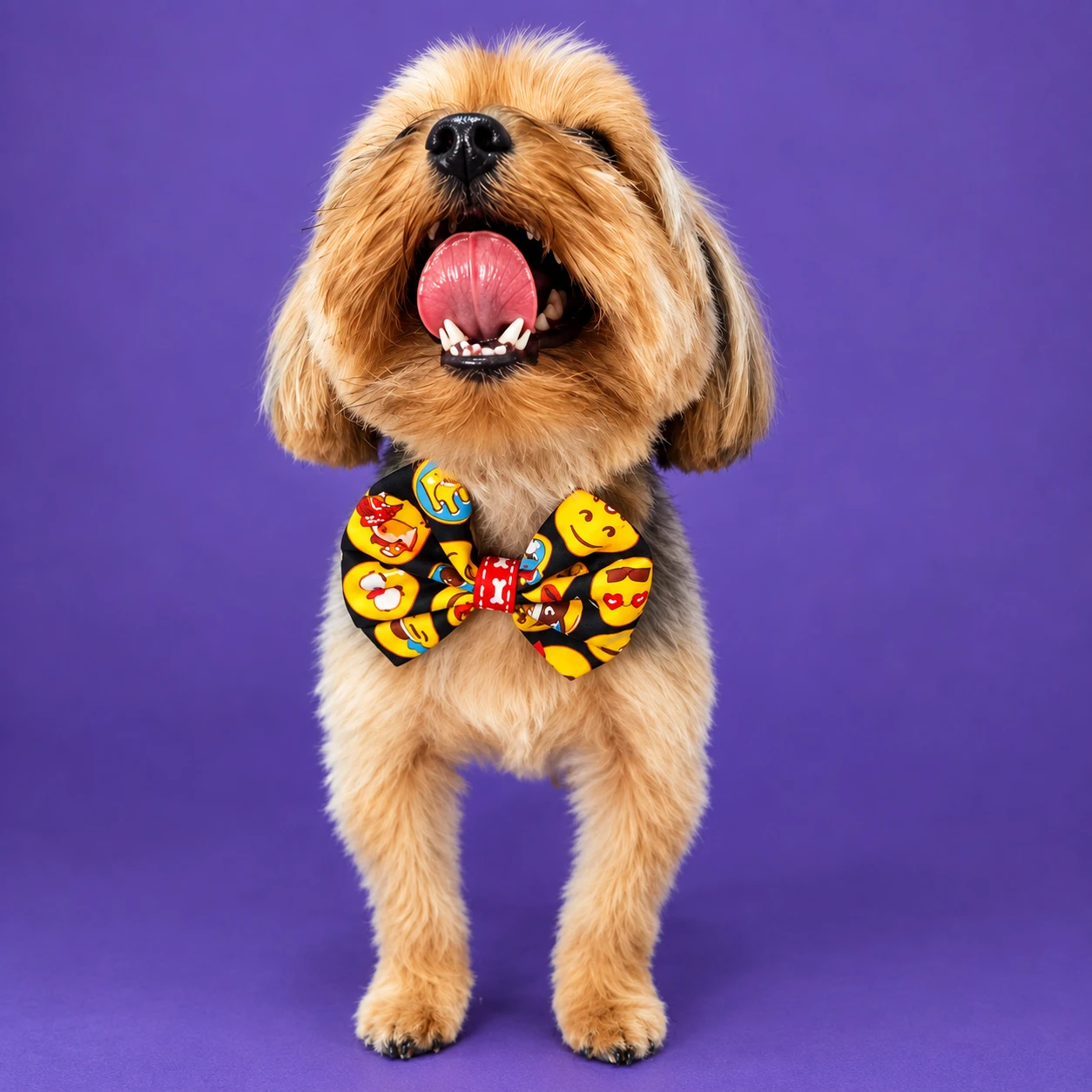 Cãozinho usando gravata borboleta estampada