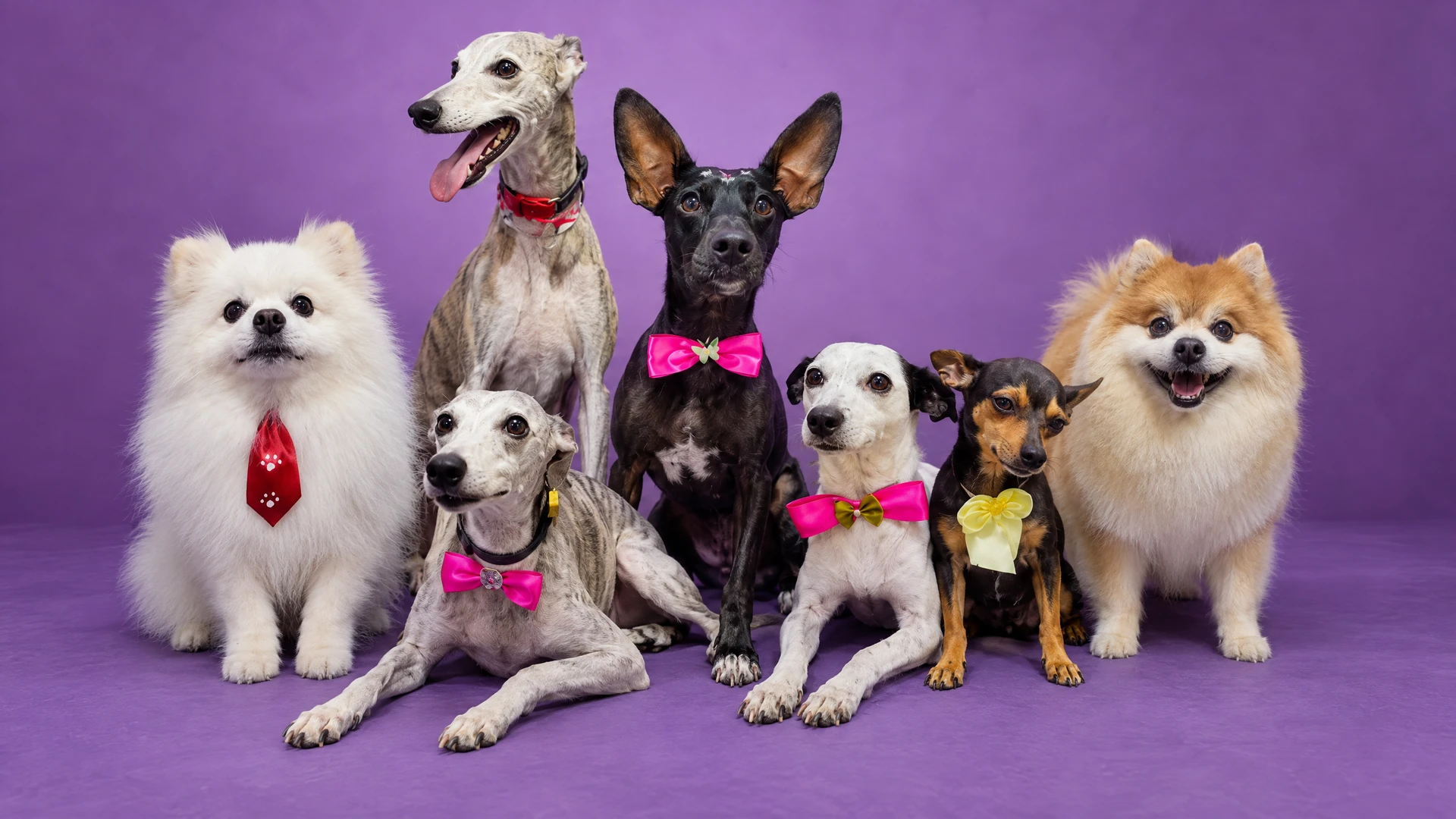 Grupo de cães usando laços e gravatas coloridas, prontos após o banho e tosa